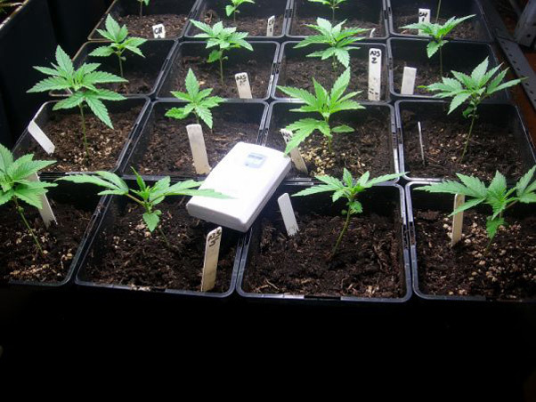 Mr. Nice Seeds - Neville's Skunk (reg.)