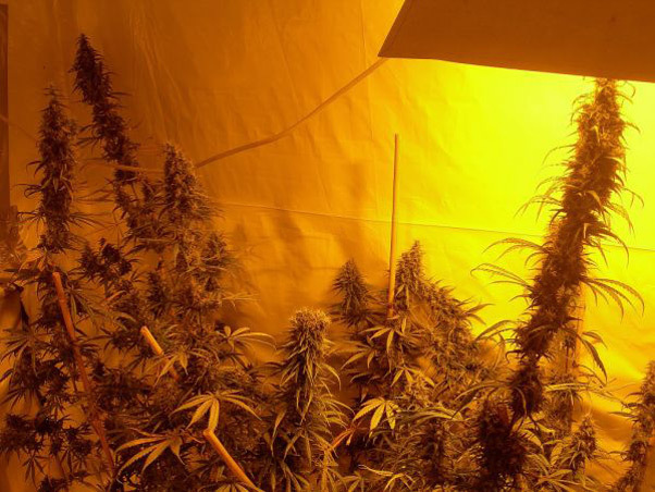 Mr. Nice Seeds - Neville's Skunk (reg.)