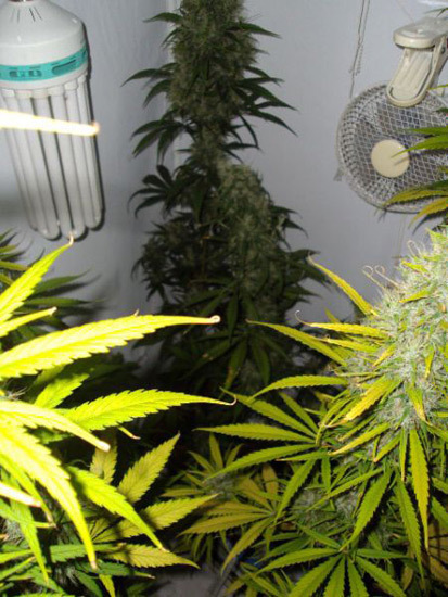 Mr. Nice Seeds - Neville's Skunk (reg.)
