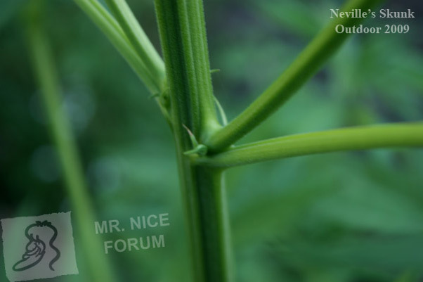 Mr. Nice Seeds - Neville's Skunk (reg.)
