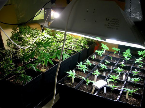 Mr. Nice Seeds - Neville's Skunk (reg.)