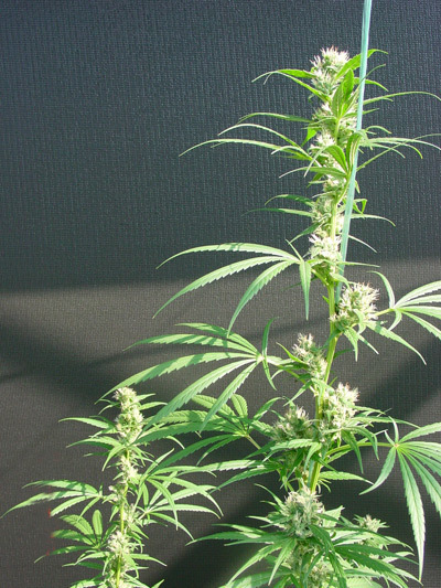 Mr. Nice Seeds - Neville's Haze Mango (reg.)