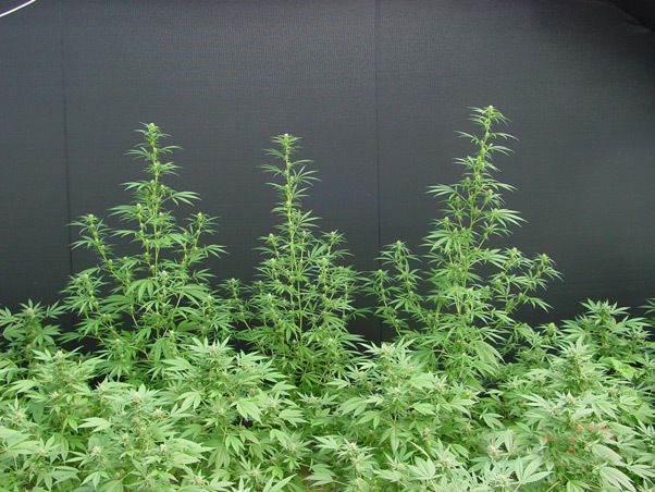 Mr. Nice Seeds - Neville's Haze Mango (reg.)