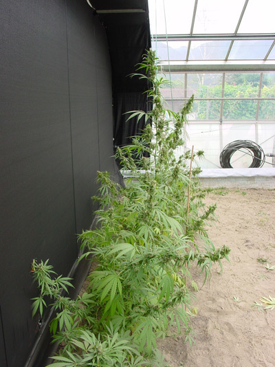 Mr. Nice Seeds - Neville's Haze Mango (reg.)