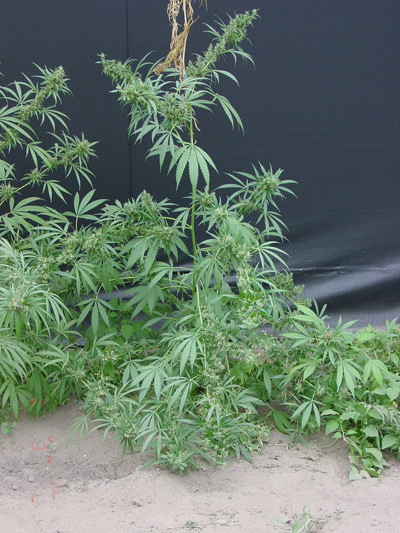 Mr. Nice Seeds - Neville's Haze Mango (reg.)