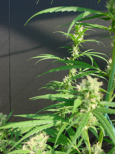 Mr. Nice Seeds - Neville's Haze Mango (reg.)