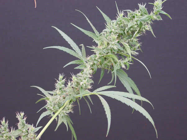 Mr. Nice Seeds - Neville's Haze Mango (reg.)