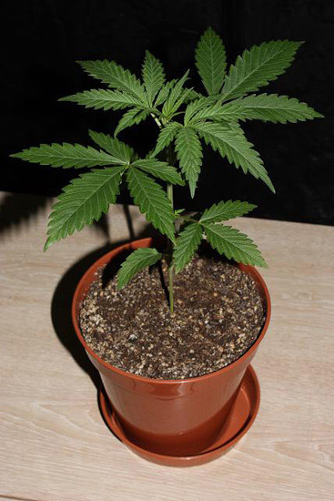Mr. Nice Seeds - NHS - National Health Service (reg.)