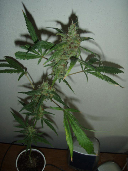 Mr. Nice Seeds - NHS - National Health Service (reg.)