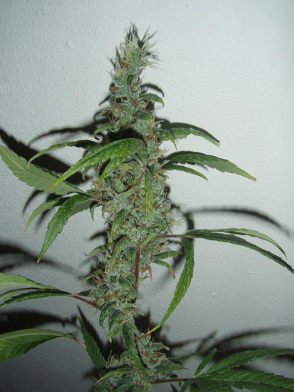 Mr. Nice Seeds - NHS - National Health Service (reg.)