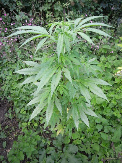 Mr. Nice Seeds - NHS - National Health Service (reg.)