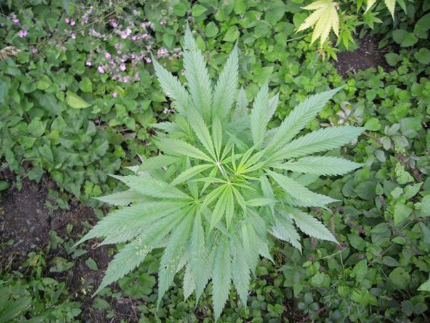 Mr. Nice Seeds - NHS - National Health Service (reg.)