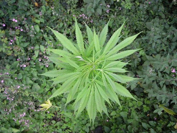 Mr. Nice Seeds - NHS - National Health Service (reg.)