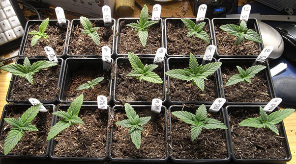 Mr. Nice Seeds - NHS - National Health Service (reg.)