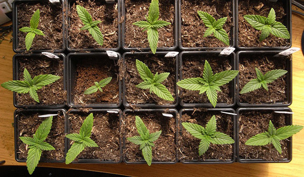 Mr. Nice Seeds - NHS - National Health Service (reg.)