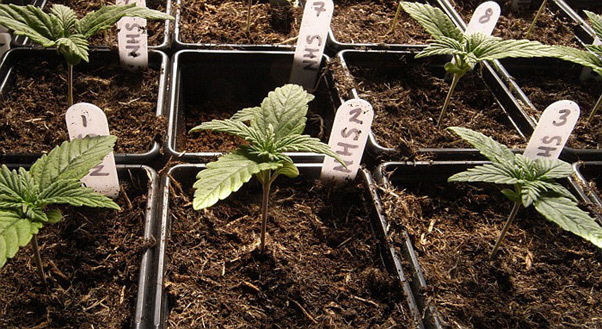 Mr. Nice Seeds - NHS - National Health Service (reg.)