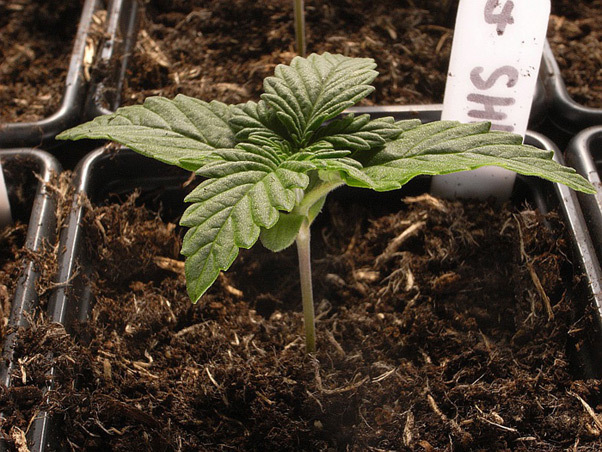 Mr. Nice Seeds - NHS - National Health Service (reg.)