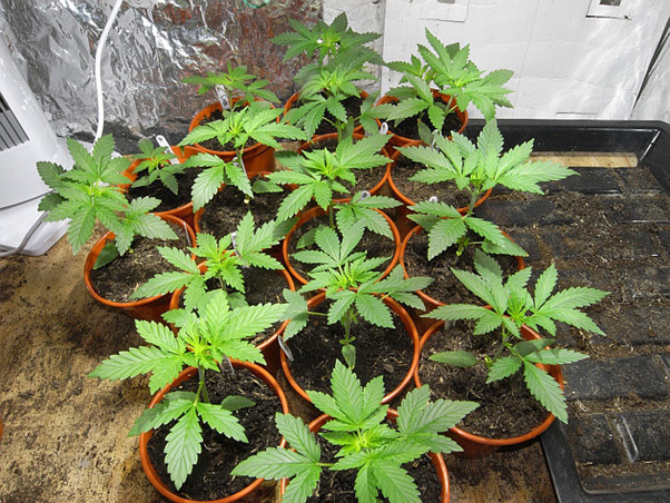 Mr. Nice Seeds - NHS - National Health Service (reg.)