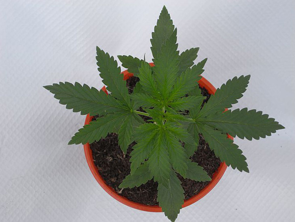 Mr. Nice Seeds - NHS - National Health Service (reg.)