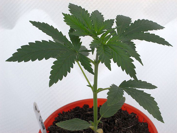 Mr. Nice Seeds - NHS - National Health Service (reg.)