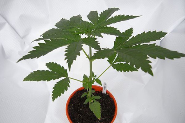 Mr. Nice Seeds - NHS - National Health Service (reg.)