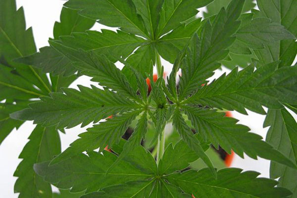 Mr. Nice Seeds - NHS - National Health Service (reg.)