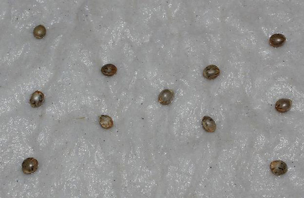 Mr. Nice Seeds - NHS - National Health Service (reg.)