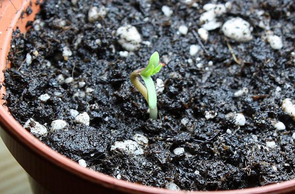 Mr. Nice Seeds - NHS - National Health Service (reg.)