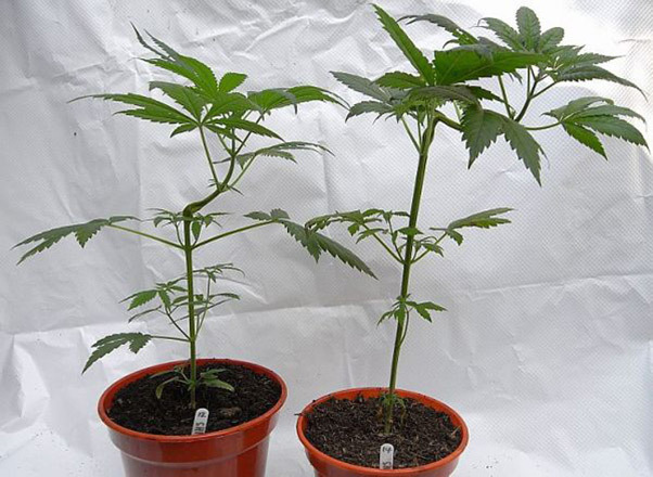 Mr. Nice Seeds - NHS - National Health Service (reg.)