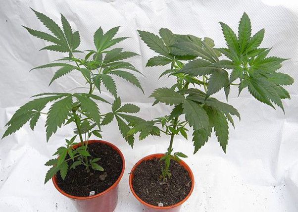 Mr. Nice Seeds - NHS - National Health Service (reg.)