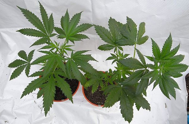 Mr. Nice Seeds - NHS - National Health Service (reg.)