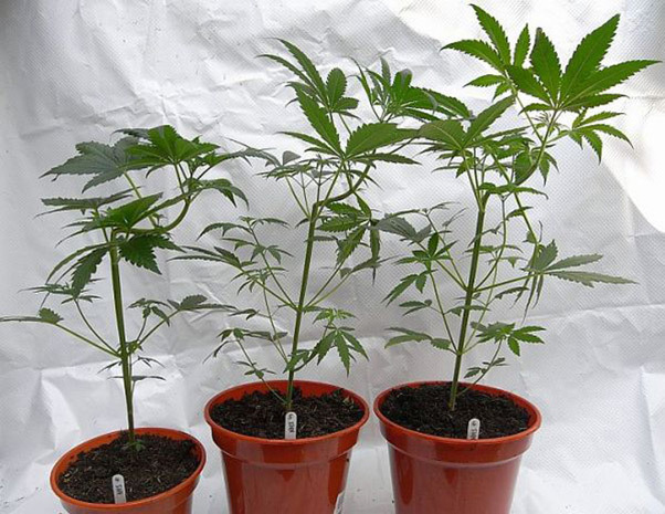 Mr. Nice Seeds - NHS - National Health Service (reg.)