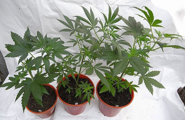 Mr. Nice Seeds - NHS - National Health Service (reg.)