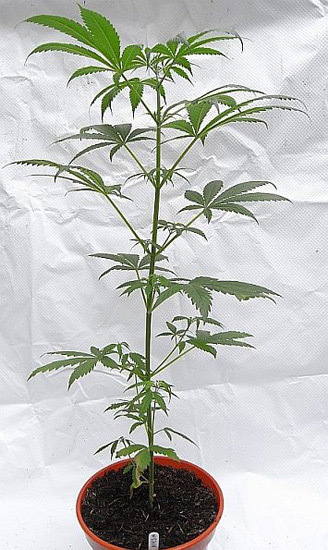 Mr. Nice Seeds - NHS - National Health Service (reg.)
