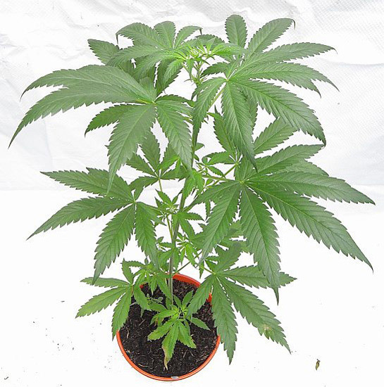Mr. Nice Seeds - NHS - National Health Service (reg.)