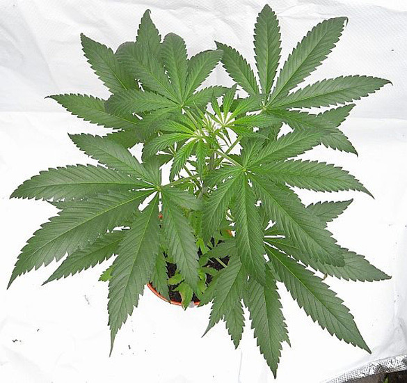 Mr. Nice Seeds - NHS - National Health Service (reg.)