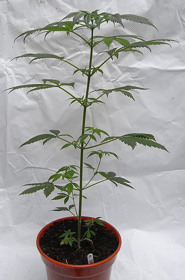 Mr. Nice Seeds - NHS - National Health Service (reg.)