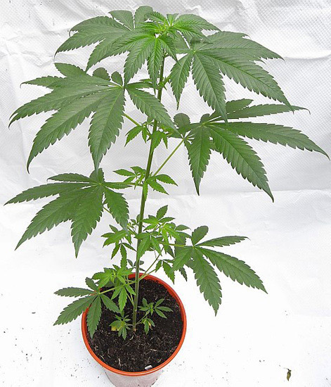 Mr. Nice Seeds - NHS - National Health Service (reg.)