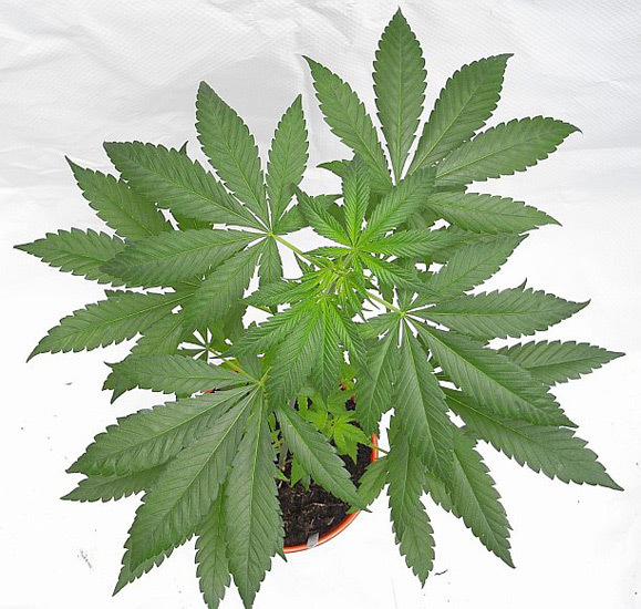 Mr. Nice Seeds - NHS - National Health Service (reg.)