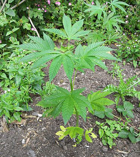Mr. Nice Seeds - NHS - National Health Service (reg.)