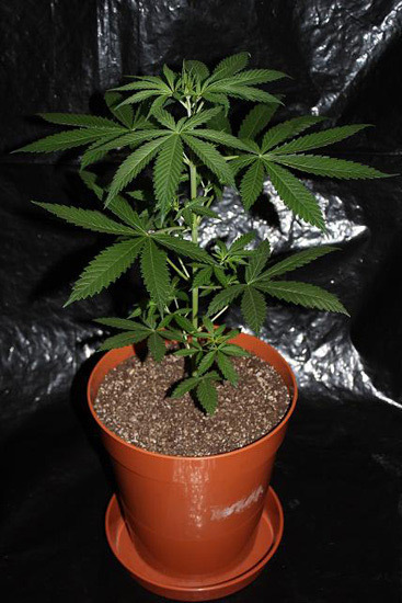 Mr. Nice Seeds - NHS - National Health Service (reg.)