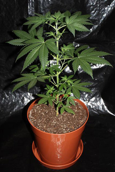 Mr. Nice Seeds - NHS - National Health Service (reg.)