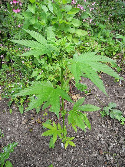 Mr. Nice Seeds - NHS - National Health Service (reg.)