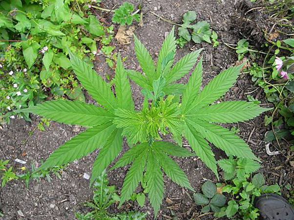 Mr. Nice Seeds - NHS - National Health Service (reg.)