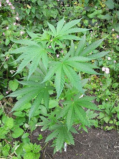 Mr. Nice Seeds - NHS - National Health Service (reg.)