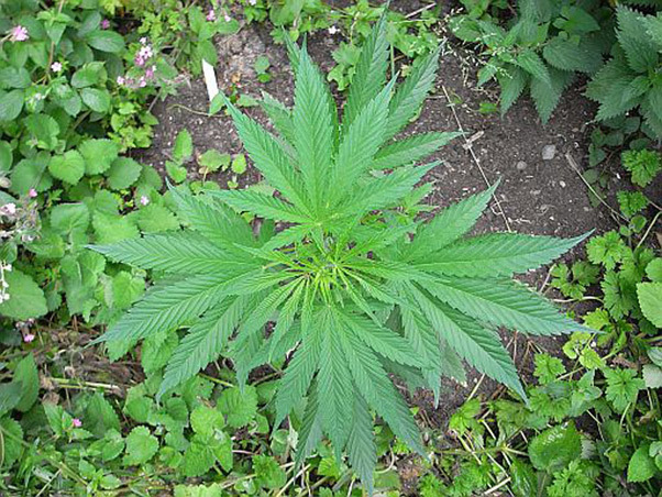 Mr. Nice Seeds - NHS - National Health Service (reg.)