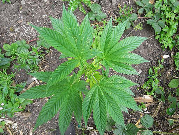 Mr. Nice Seeds - NHS - National Health Service (reg.)