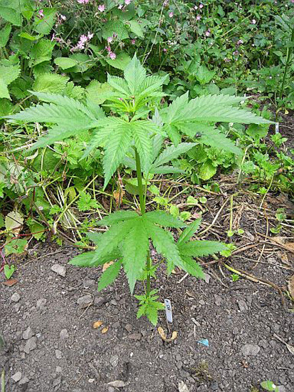 Mr. Nice Seeds - NHS - National Health Service (reg.)