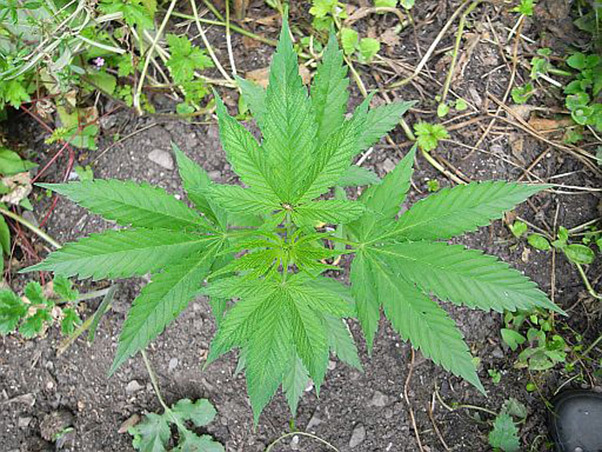 Mr. Nice Seeds - NHS - National Health Service (reg.)