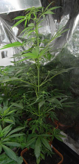 Mr. Nice Seeds - NHS - National Health Service (reg.)
